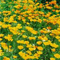 Eschscholzia californica 'Butter Bush'