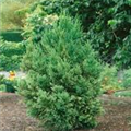 Cryptomeria japonica