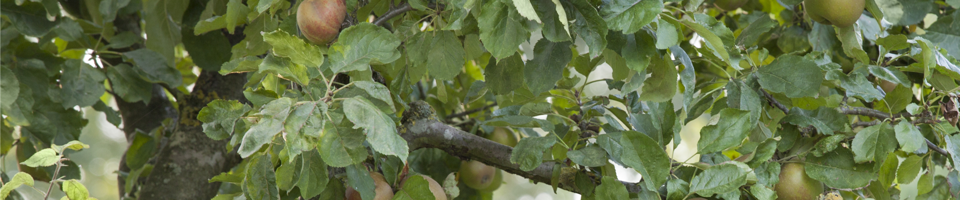 Malus domestica