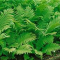 Dryopteris affinis