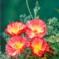 Eschscholzia californica 'Peach Sorbet'