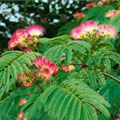 Albizia julibrissin