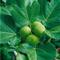 Ficus carica 'Bayernfeige Violetta'®(s)