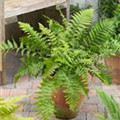 Dryopteris filix-mas