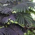 Albizia julibrissin 'Summer Chocolate'(s)