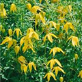 Clematis tangutica 'Bill McKenzie'