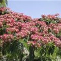 Albizia julibrissin 'Ombrella'