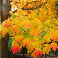 Acer saccharum