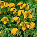 Clematis tangutica 'Orange Peel'