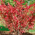 Euonymus alatus 'Chicago Fire'