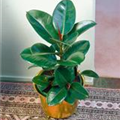 Ficus elastica