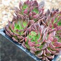 Echeveria agavoides 'Black Prince'