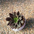 Echeveria agavoides 'Ebony'