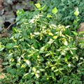 Euonymus fortunei 'Blondy'®