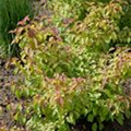 Cornus sanguinea 'Midwinter Fire'