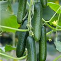 Cucumis sativus