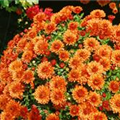 Chrysanthemum indicum 'Festival Parade'