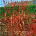 Cornus sanguinea 'Annys Winter Orange'