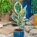 Ficus elastica 'Tineke'