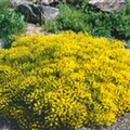 Genista pilosa 'Lemon Spreader'