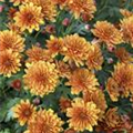 Chrysanthemum indicum 'Herbstbrokat'