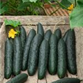 Cucumis sativus 'Bestseller'