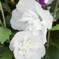 Hibiscus syriacus 'White Chiffon'®