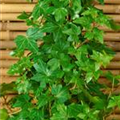 Hedera helix 'Green Ripple'