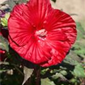 Hibiscus moscheutos