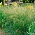 Deschampsia cespitosa 'Bronzeschleier'