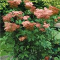 Filipendula rubra