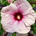 Hibiscus 'Newbiscus'®