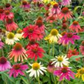 Echinacea 'Mooodz'®