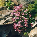 Geranium dalmaticum 'Bressingham Pink'