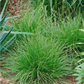 Deschampsia cespitosa 'Tauträger'