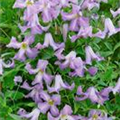 Clematis viticella 'Pagoda'