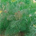 Foeniculum vulgare 'Atropurpureum'