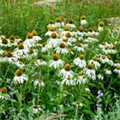 Echinacea purpurea 'Alba'