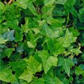 Hedera helix 'Shamrock'