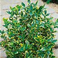 Euonymus japonicus 'Elegantissima Aurea'