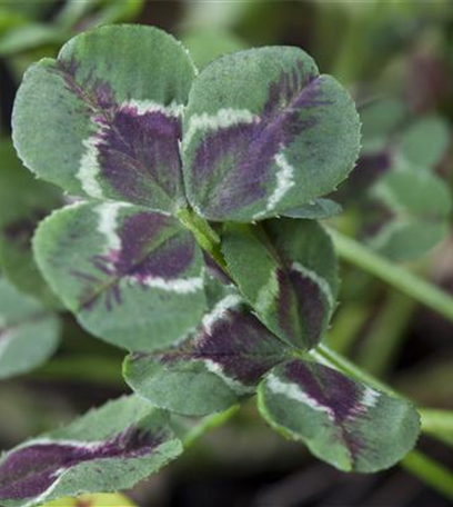 Den Boden im Garten verbessern