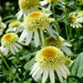 Echinacea purpurea 'Coconut Lime'®