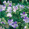 Geranium pratense