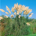 Cortaderia selloana 'Compacta'