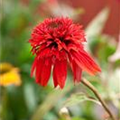 Echinacea purpurea 'Double Scoop'