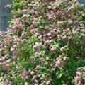 Deutzia x hybrida 'Strawberry Fields'