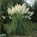 Cortaderia selloana 'Giant'