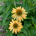 Echinacea purpurea 'Harvest Moon'®