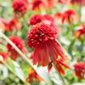 Echinacea purpurea 'Hot Papaya'®