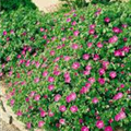 Geranium sanguineum 'Inverness'